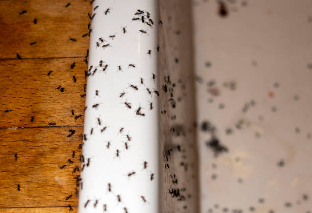 Best Pest Control for Restaurants  in Roosevelt Park, MI