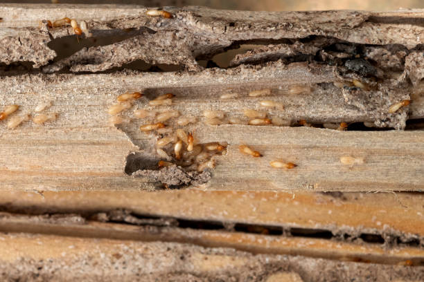 Best Affordable Pest Control Services  in Roosevelt Park, MI