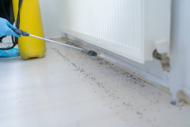 Best Ant Control Services  in Roosevelt Park, MI