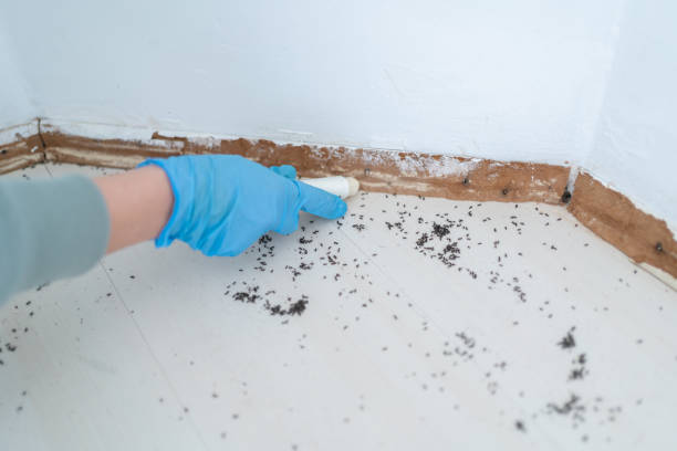 Best Termite Control Services  in Roosevelt Park, MI